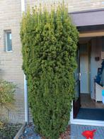 taxus baccata, Tuin en Terras, Ophalen, Bloeit niet, Overige soorten, 250 tot 400 cm