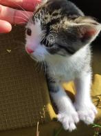 Kittens, Dieren en Toebehoren, Katten en Kittens | Overige Katten, Meerdere dieren, Kortharig, 0 tot 2 jaar