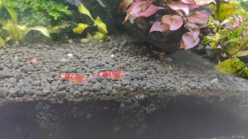 Drie Caridina – Crystal Red Garnalen, Dieren en Toebehoren, Vissen | Aquariumvissen, Kreeft, Krab of Garnaal