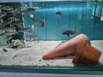 Sciaenochromis Freyeri Malawi Cichliden, Dieren en Toebehoren, Vis, Zoetwatervis
