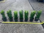 BUXUS VERVANGER Euonymus jap Green Spire, voor haagjes, Tuin en Terras, Ophalen, Overige soorten, Haag, Minder dan 100 cm
