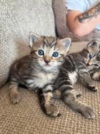 Kittens te koop, Dieren en Toebehoren, Katten en Kittens | Raskatten | Korthaar, Poes