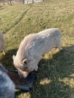 Mini varken beer, te huur of te koop!, Dieren en Toebehoren, Mannelijk, Varken, 0 tot 2 jaar
