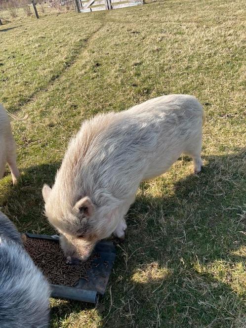 Mini varken beer, te huur of te koop!, Dieren en Toebehoren, Schapen, Geiten en Varkens, Varken, Mannelijk, 0 tot 2 jaar