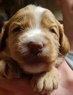 Australian Labradoodle pups, Dieren en Toebehoren, Honden | Niet-rashonden, 8 tot 15 weken, CDV (hondenziekte), Meerdere, Meerdere dieren