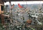 rode kardinalen, Dieren en Toebehoren, Vogels | Overige Vogels, Meerdere dieren, Wildzangvogel, Geringd