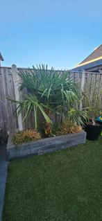 Grote palmboom te koop. Mooie eyecatcher voor in de tuin., Ophalen, Volle zon, Palmboom
