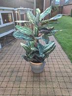 Kunstplant in blauwe rieten mand, Tuin en Terras, Planten | Tuinplanten, Vaste plant, Bloeit niet, Halfschaduw, Ophalen