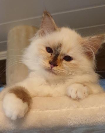 Raszuivere Heilige Birmaan kitten met stamboom  beschikbaar voor biedingen