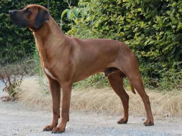 Rhodesian ridgeback dekreuen met stamboom ter dekking 