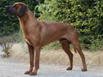 Rhodesian ridgeback dekreuen met stamboom ter dekking, Rabiës (hondsdolheid), België, 1 tot 2 jaar, Reu