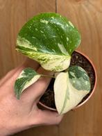 Monstera thai constellation plant cream cream mint albo, Huis en Inrichting, Ophalen of Verzenden, Halfschaduw, Minder dan 100 cm