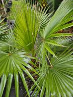 Washingtonia filifera / palmboom, 250 tot 400 cm, Zomer, Palmboom, Ophalen