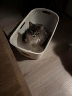 Maincoon poes, Dieren en Toebehoren, Poes
