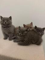 Brits Korthaar/Langhaar Mix Kittens Beschikbaar!, Dieren en Toebehoren, Katten en Kittens | Raskatten | Korthaar, Meerdere dieren