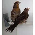 Div rood mussen, Dieren en Toebehoren, Vogels | Overige Vogels, Meerdere dieren