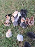 Cochin kriel hen kuikens, Vrouwelijk, Kip