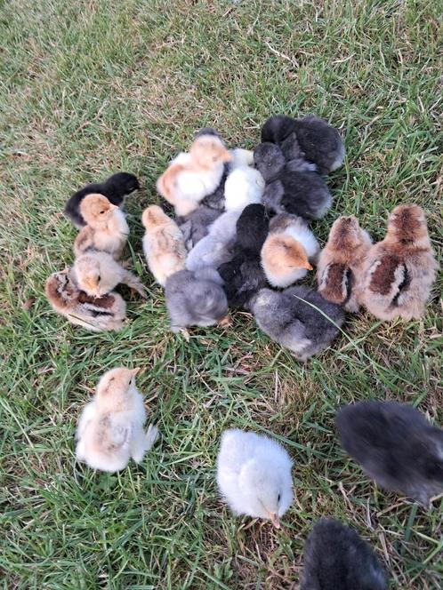 Cochin kriel hen kuikens, Dieren en Toebehoren, Pluimvee, Kip, Vrouwelijk