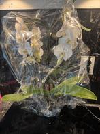 Witte Orchidee in Pot, Overige soorten, In pot, Minder dan 100 cm, Bloeiende kamerplant