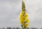 koningskaars  gele Toorts (Verbascum thapsus), Overige soorten, Volle zon, Ophalen of Verzenden, Tweejarig