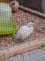 Kwartel man / haan, Dieren en Toebehoren, Pluimvee, Mannelijk, Overige soorten