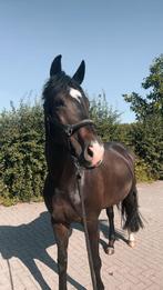 Stalling & weidegang gezocht, Stalling