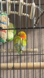 Opvang gezocht/opzoek nieuw maatje, Dieren en Toebehoren, Vrouwelijk, Dwergpapegaai of Agapornis