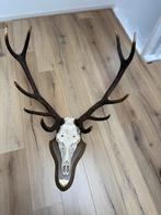 Te koop edelhertgewei, Ophalen, Zo goed als nieuw, Beeldje of Figuurtje