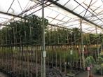 lei portugese laurier 340 cm hoog 8-10 cm dik, Ophalen, Laurier, 100 tot 250 cm