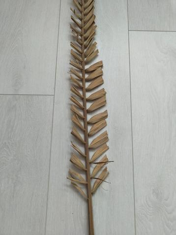 Gedroogde decoratietak beschikbaar voor biedingen