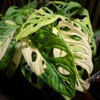 Monstera Adansonii variegata albo stekje, Ophalen