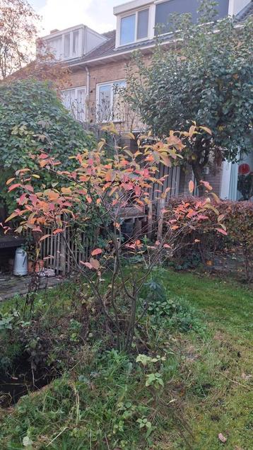 Krentenstruik 1.50m in pot beschikbaar voor biedingen