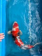 Showa - 70 cm, Dieren en Toebehoren, Vissen | Vijvervissen, Karper of Koi