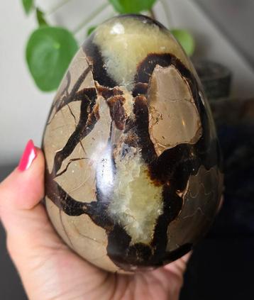 Septarie ei  beschikbaar voor biedingen