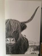 Wanddecoratie stier, Ophalen of Verzenden