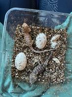 Baby baardagamen, Dieren en Toebehoren, 0 tot 2 jaar