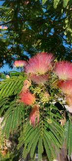 10 zaden Albizia's Julibrissin/ Evi's Pride / Lophantha, Tuin en Terras, Bloembollen en Zaden, Ophalen of Verzenden, Gehele jaar