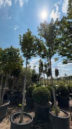 Prunus sierkers bomen in potgekweekt, Ophalen of Verzenden, Volle zon