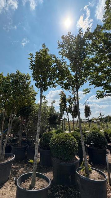 Prunus sierkers bomen in potgekweekt beschikbaar voor biedingen