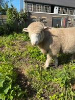 Poll dorset ram, Dieren en Toebehoren, Mannelijk, Schaap, 0 tot 2 jaar
