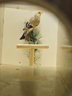 Bastaard majoor putter x kleur kanarie., Vrouwelijk