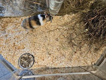 Brachylagus idahoensis Dwergkonijn beschikbaar voor biedingen