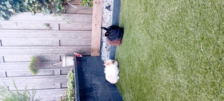 2 tamme konijnen met buitenhok, Dieren en Toebehoren, Konijnen, Mannelijk