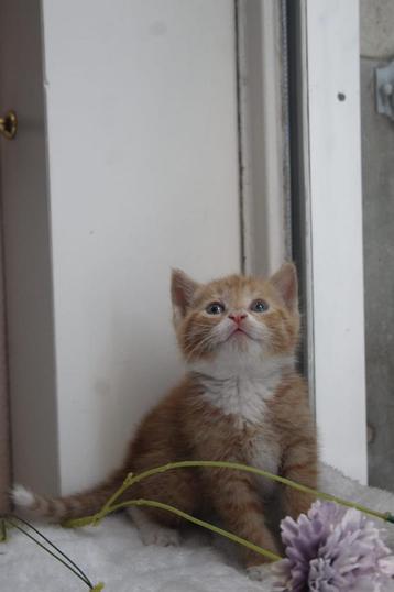 Super lieve rode kitten! beschikbaar voor biedingen