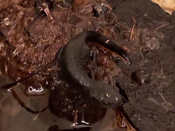 Gratis Chinese vuurbuiksalamander, Dieren en Toebehoren, Reptielen en Amfibieën, Amfibie, 3 tot 6 jaar