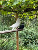 Drie Paloma de clase kroppers, Meerdere dieren, Postduif