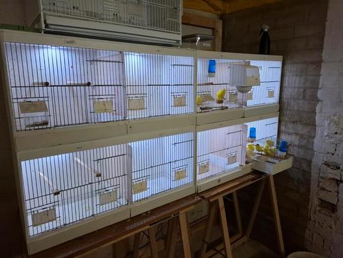 Heesakkers Broedkooien (Hout), Dieren en Toebehoren, Vogels | Hokken en Kooien, Gebruikt, Broedkooi of Kweekkooi, Hout, Ophalen