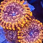 Zoanthus utter chaos, Dieren en Toebehoren