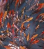 Import HQ Vlinderkoi mix ca 16/ 18 cm - Koidreams Valburg, Karper of Koi