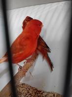 Koppeltje rood agaat kanaries, Dieren en Toebehoren, Vogels | Kanaries, Meerdere dieren, Kleurkanarie